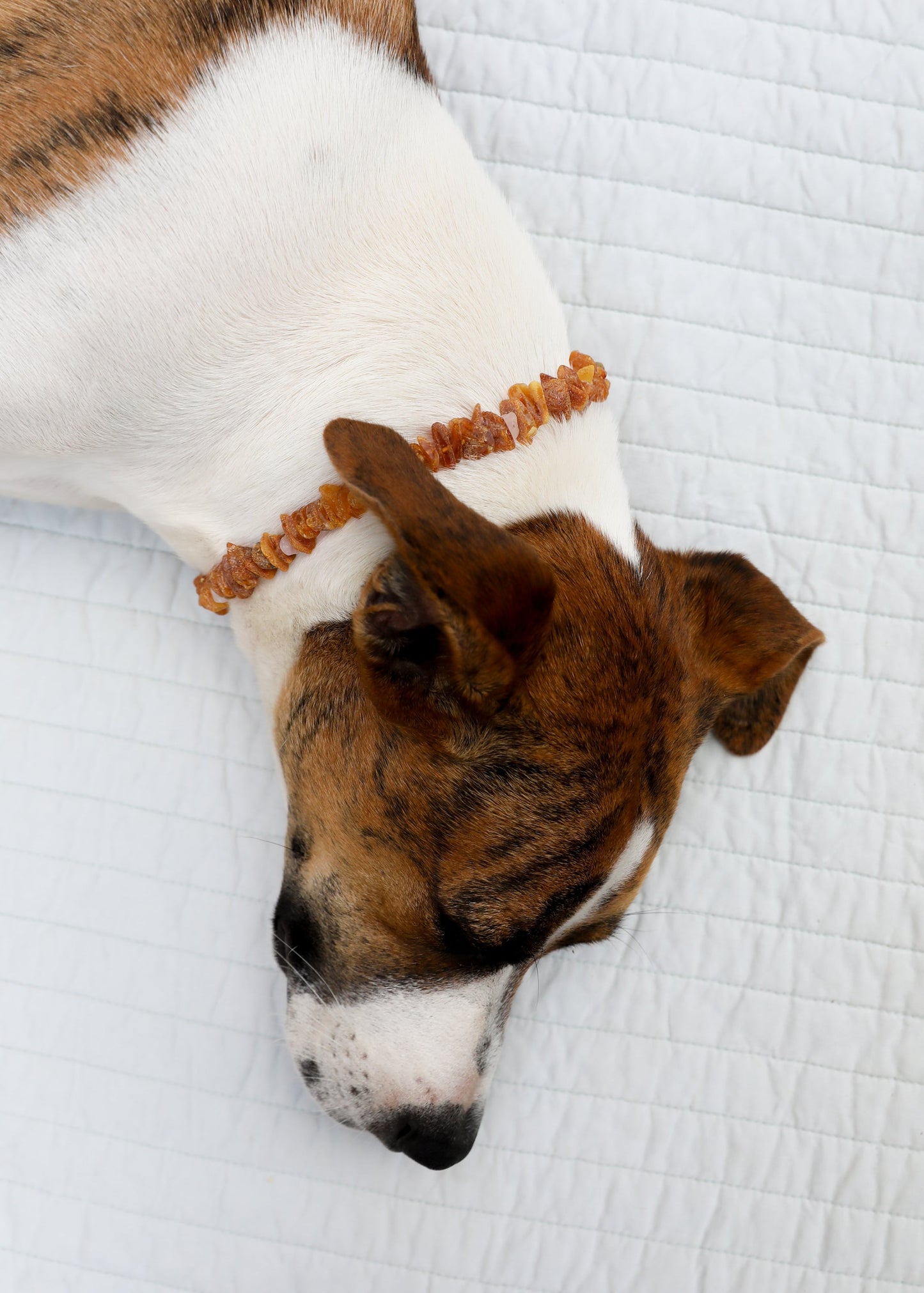 Raw Baltic Amber & Rose Quartz Pet Necklace – Natural Handmade Gemstone Collar