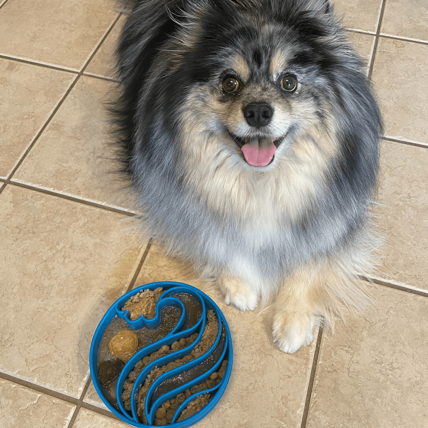 SodaPup Slow Feeder Dog Bowls – Enrichment Bowl for Healthier, Calmer Mealtimes