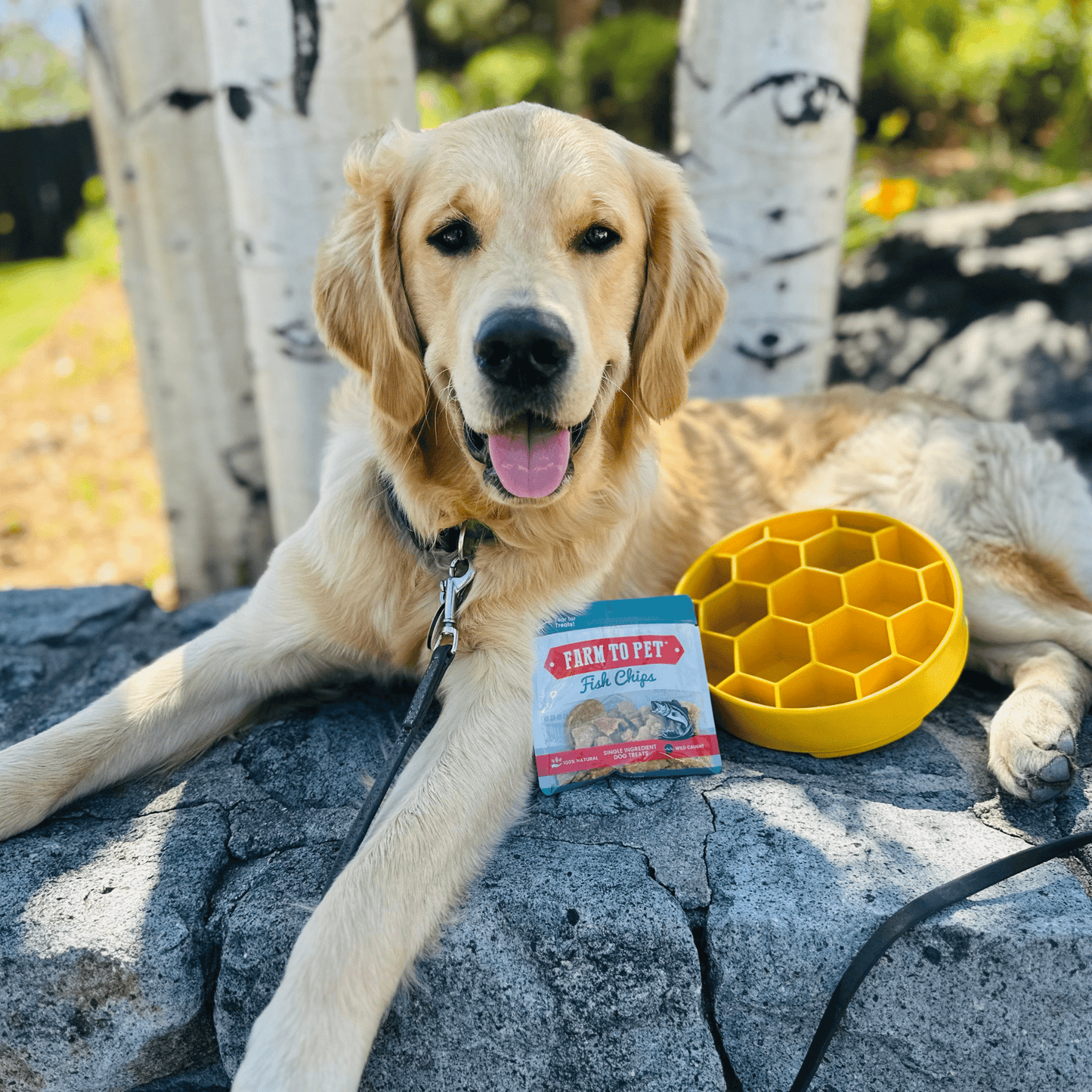 SodaPup Slow Feeder Dog Bowls – Enrichment Bowl for Healthier, Calmer Mealtimes