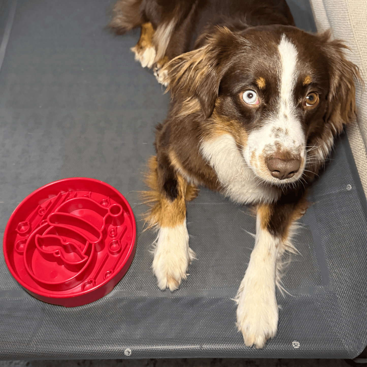 SodaPup Slow Feeder Dog Bowls – Enrichment Bowl for Healthier, Calmer Mealtimes