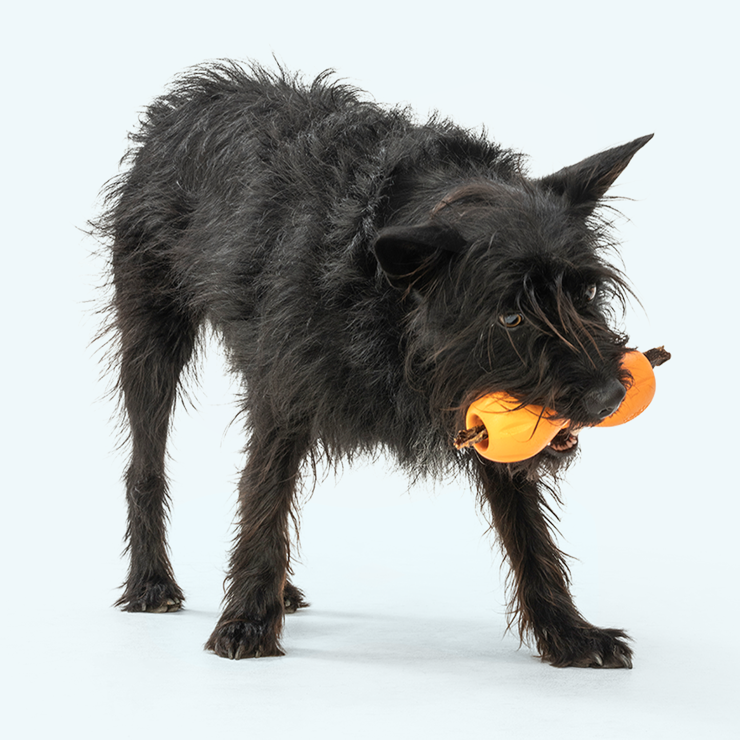 West Paw Qwizl – Tough Treat Toy for Dogs, Extends Bully Sticks & Chews
