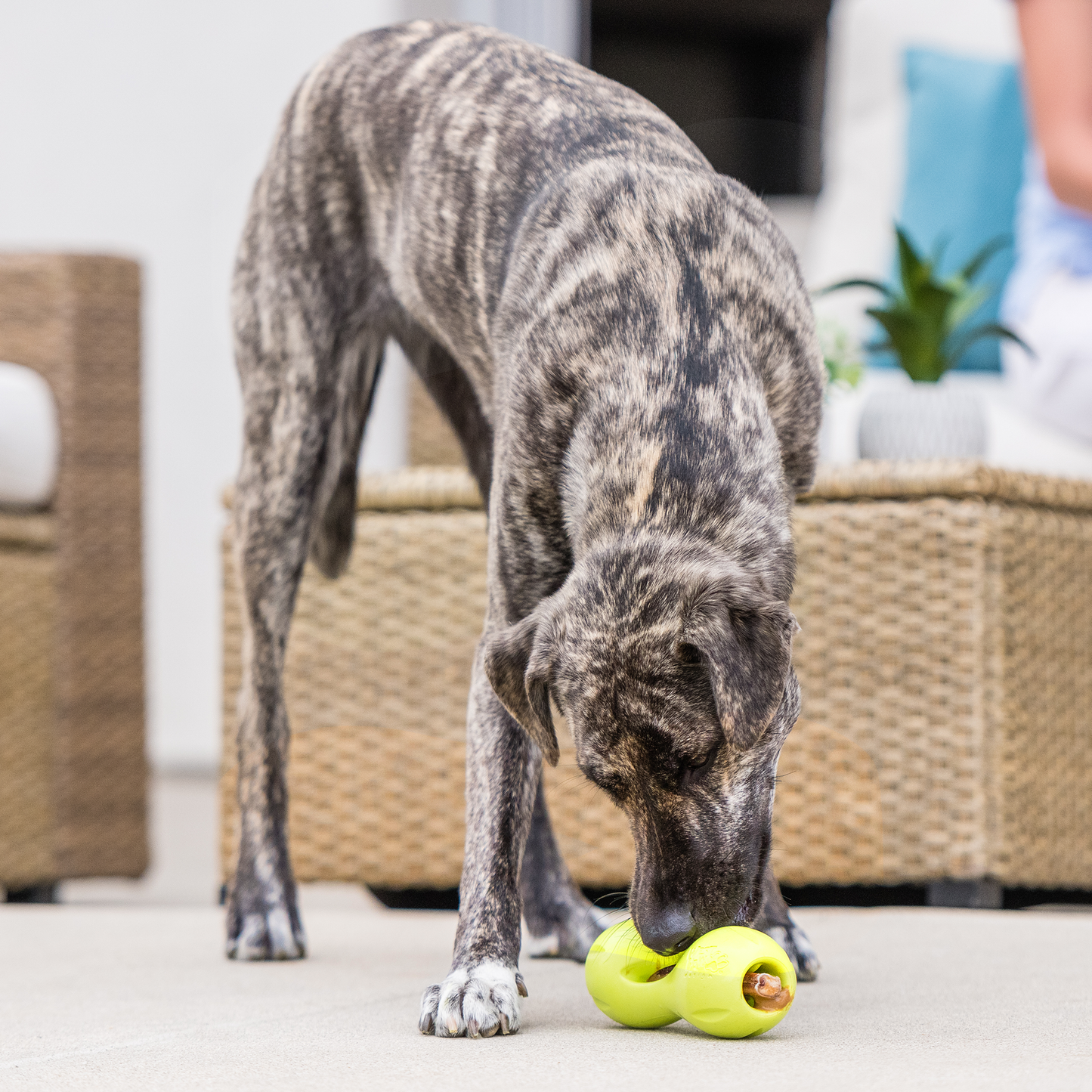 West Paw Qwizl – Tough Treat Toy for Dogs, Extends Bully Sticks & Chews