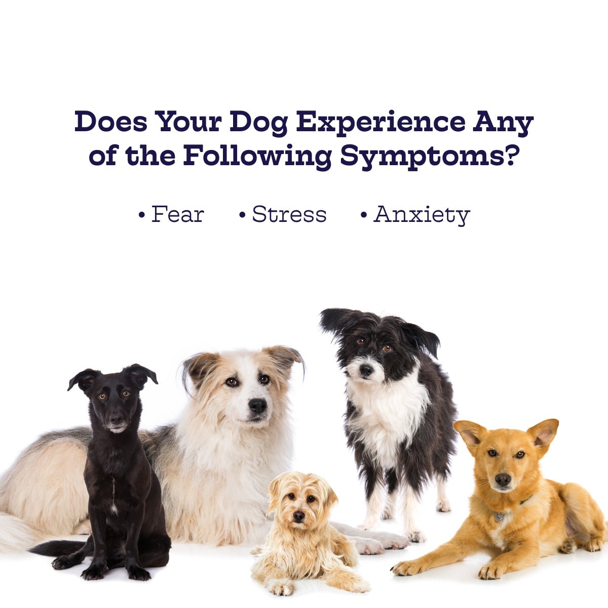 Moe's Chillout Chews – Calming Dog Supplement | Hemp, Chamomile & L-Theanine